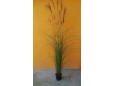 Iarba de pampas - Cortaderia selloana