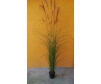 Iarba de pampas - Cortaderia selloana