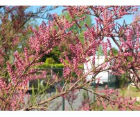 Tamarix tetrandra (Cătină roşie) - cu ghiveci 5 Litri - tufa - inaltime 2m