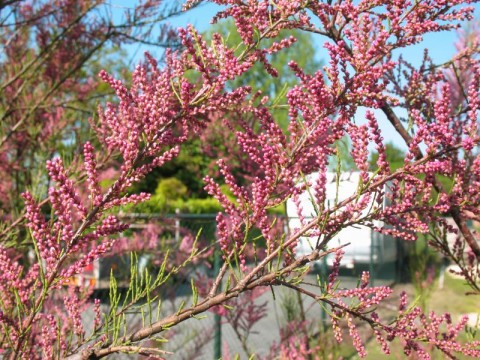 Tamarix tetrandra (Cătină roşie) - cu ghiveci 5 Litri - tufa - inaltime 2m